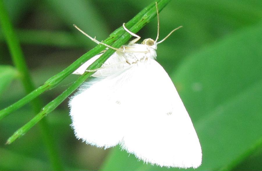 Falena da ID - Lomographa bimaculata